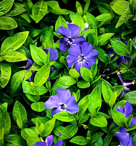 Periwinkle Plants Periwinkle Plant Vinca Minor Flower Garden Plans