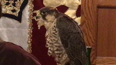 The Falcon At Medieval Times Youtube