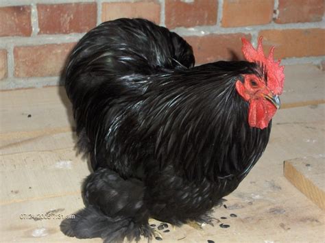 Kokinkina