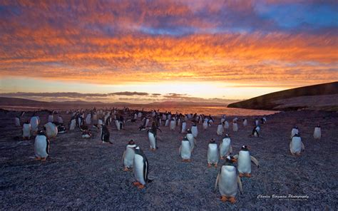 Gentoo Penguin Colony Wallpapers | Wallpapers HD