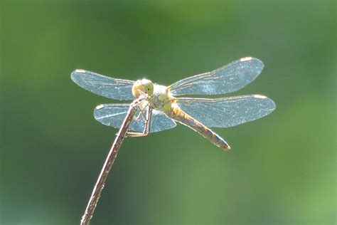 Sympetrum Striolatum Gro E Heidelibelle Sympetrum Striola Flickr