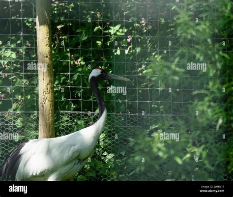 Detailed Close Up Of A Red Crowned Crane Manchurian Crane Or Japanese