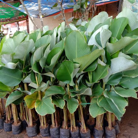 Jual Tanaman Hias Calathea Pisang Calatea Lutea Pisang Pisangan 60