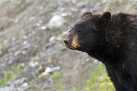 How to Train a Bear Hunting Dog - LiveOutdoors