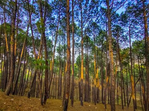 Deep Jungle Pine Tree Forest Big Trees Photography Background Stock