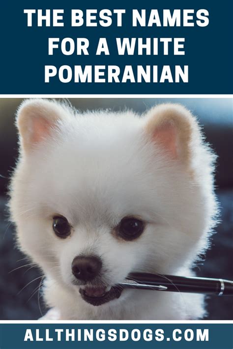 White Pomeranian Names | White pomeranian, Dog names, Pomeranian