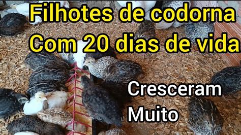 FILHOTES De CODORNA 20 DIAS YouTube