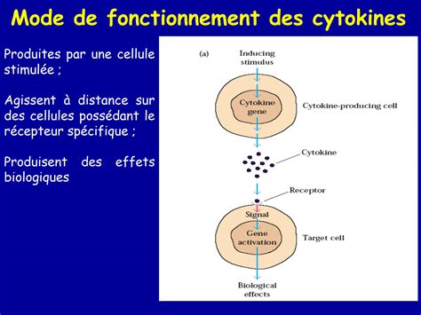 Solution Cours Cytokines Medcine Studypool