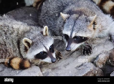 Playa Miramar Mexico Hi Res Stock Photography And Images Alamy