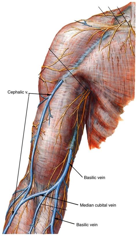 Superficial Arm Veins Diagram Quizlet