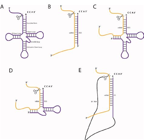 Figure From Rnase P Mediated Sequence Specific Cleavage Of Rna By