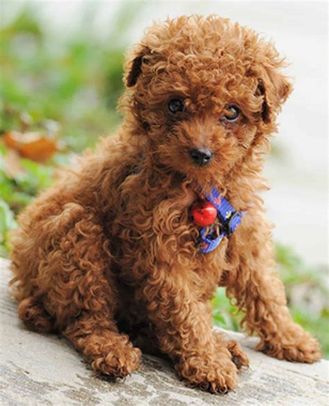 Teacup Poodle - Ultimate Guide (Intelligence, Personality, Trainability etc.)