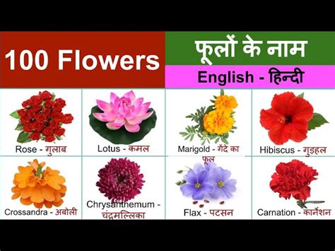 Hibiscus Flower Name In Hindi Meaning Best Flower Site