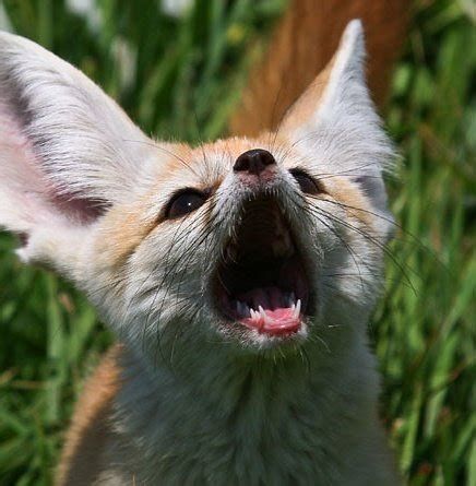 Daily David Tennant as a Fennec Fox on Twitter: "Day #578 of David ...