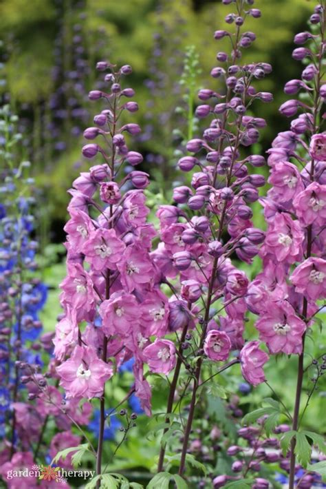 How to Grow Delphinium for a Cottage Style Garden - Garden Therapy