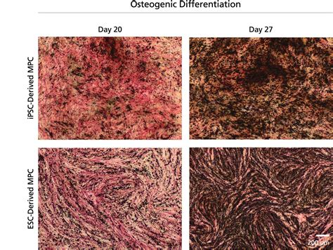 Mesencult™ Osteogenic Differentiation Kit Human产品中心君合天晟