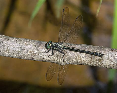 Sable Clubtail dragonfly (male) | Mike Powell