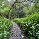 Mt Lees Reserve Bush Walk Manawat Whanganui New Zealand Reviews