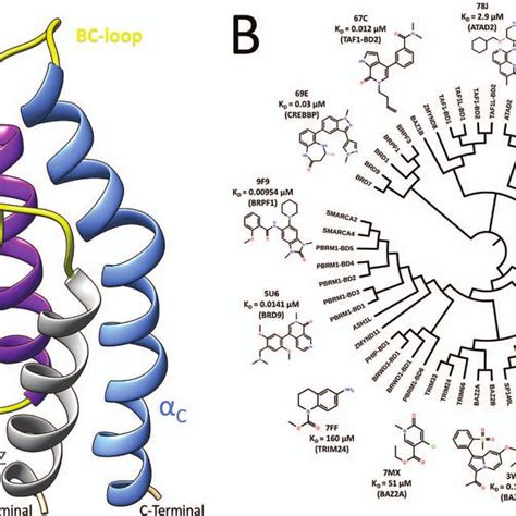 A Brd Structure With Labeled Secondary Structure And Termini B