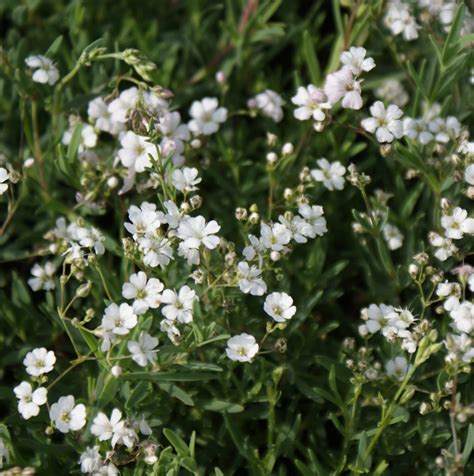 Gärtnerei StaudenSpatz Gypsophila repens Polster Schleierkraut kaufen