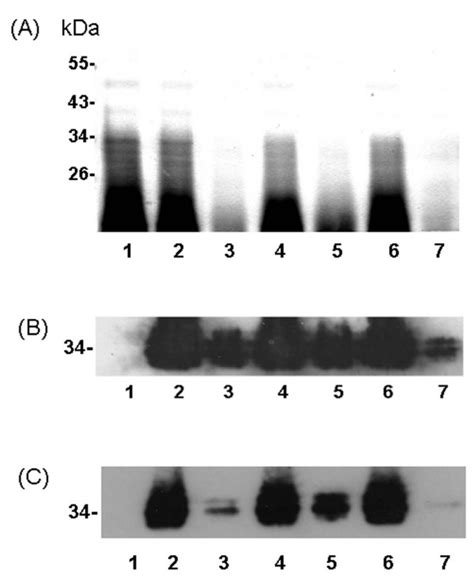 Silver Stained Of Proteinase K Digested Whole Cell Lysate From H