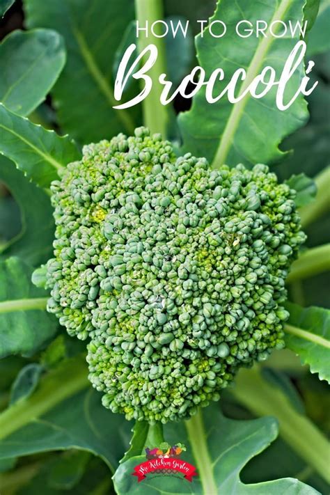 How To Grow Broccoli Easy Beginners Guide Artofit