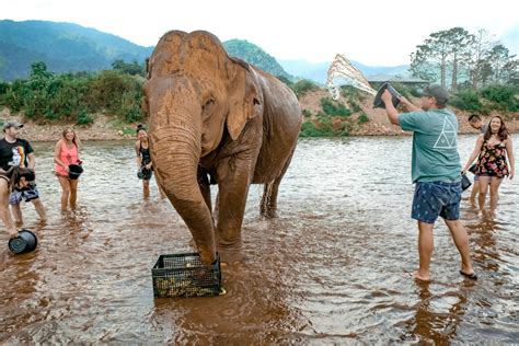 Visiting Elephant Nature Park in Chiang Mai - Explore Shaw