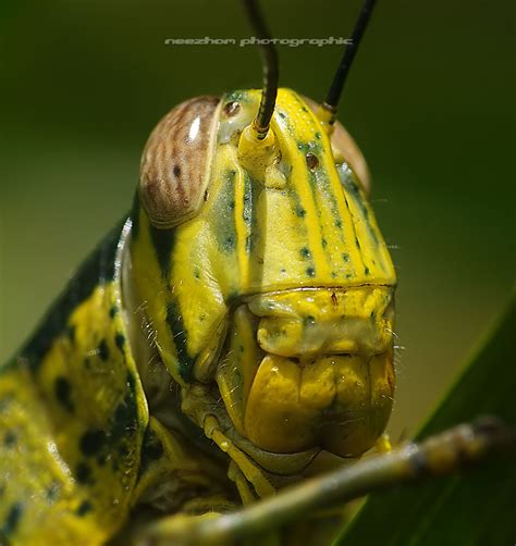 30 Great Macro Photography Of Insects Face ~ Weird And Wonderful News Library