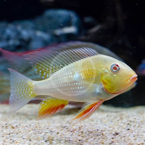 Cichlid Heckelii Threadfin Acara Albino Acarichthys Heckelii