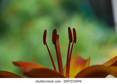 Six Sided Flower Images Stock Photos Vectors Shutterstock