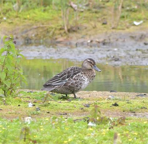 Herts Bird Club 2023 Garganey Rye Meads ADay 31Jul