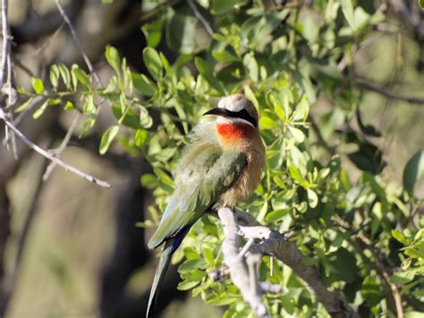 Pájaro Vistoso Plumaje Foto gratis en Pixabay Pixabay