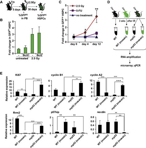 P53 Mediated Hematopoietic Stem And Progenitor Cell Competition Cell