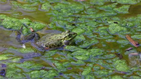 Common Frog Rana Temporaria Single Reptile Croaking In Water Also