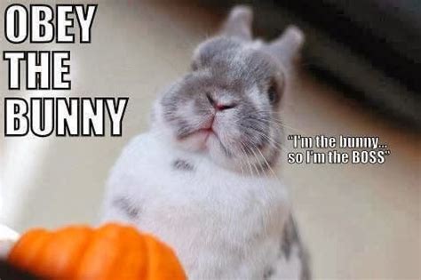 26 Bunny Memes That Are Way Too Cute For Your Screen