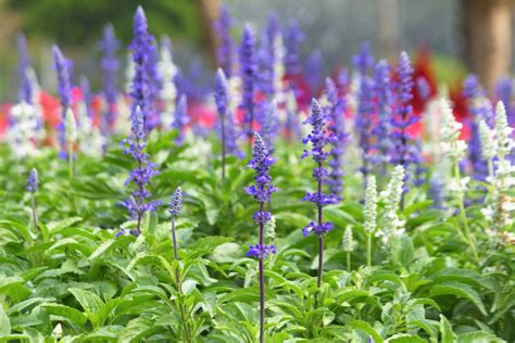 5 Sage Plant Varieties to Add to Your Garden