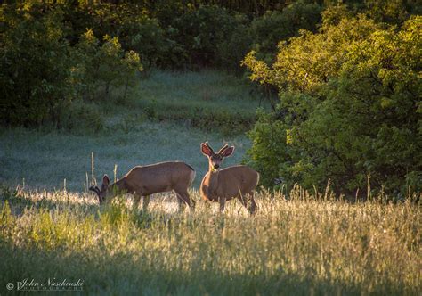 Castle Rock Colorado Mule Deer Photos