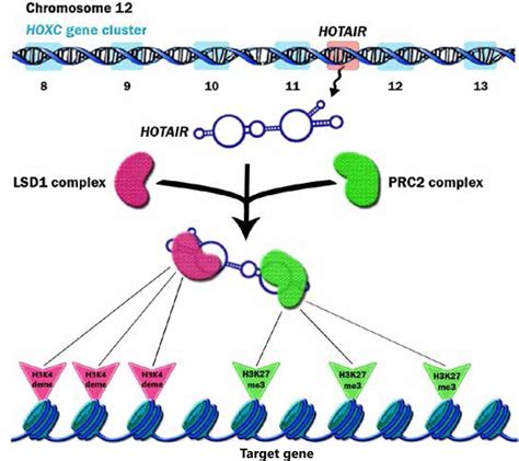 Hotair An Oncogenic Long Non Coding Rna In Different Cancers Cancer