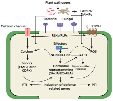 plant immunity   crossroads  pathogen perception  defense