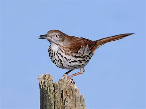 Female Brown Thrashers (Male vs Female Identification) | Birdfact