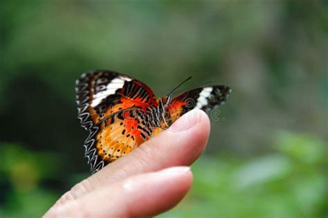 Mariposa En Yemas Del Dedo Imagen Imagen 3356418