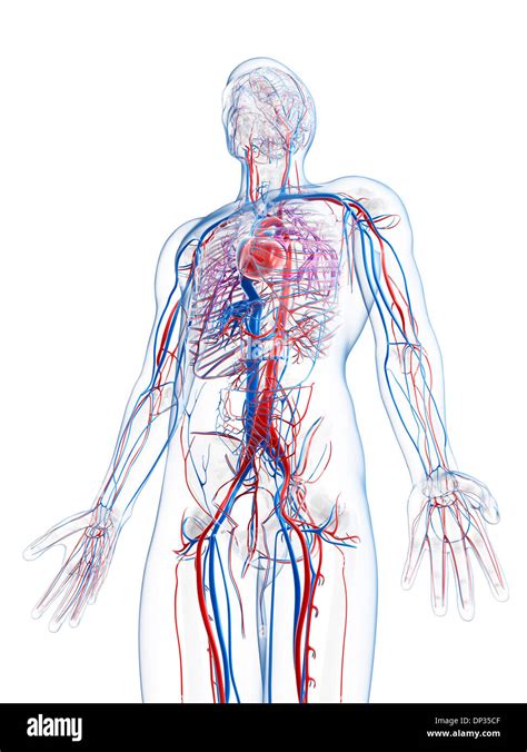 Male Vascular System Artwork Stock Photo Alamy