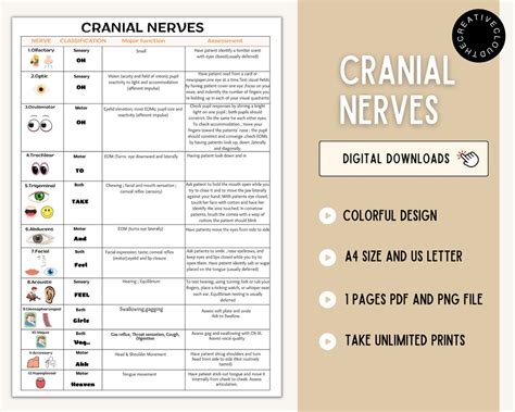 Cranial Nerves Cranial Nerves Sheet 12 Cranial Nerves Nursing Cheat