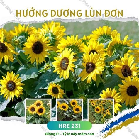 Hạt Giống Hoa Hướng Dương Lùn Đơn Gói 30 Hạt Mua Hạt Giống Rau Củ