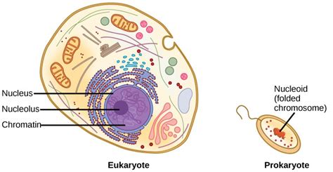 The Structure Of Dna Openstax Concepts Of Biology