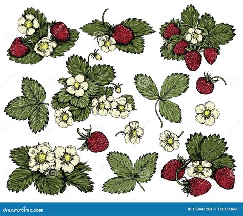 Hand Drawn Colorful Vintage Wild Strawberries Set Stock Vector