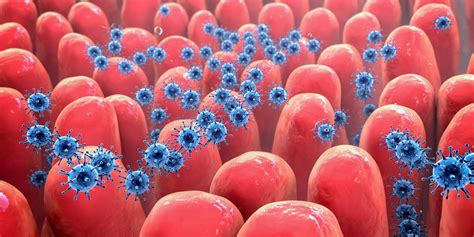 Study Identifies Links Between Gut Dysbiosis and COVID-19