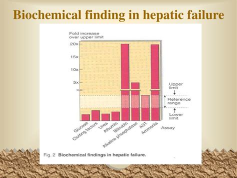 Ppt Liver Disease Powerpoint Presentation Free Download Id9731514