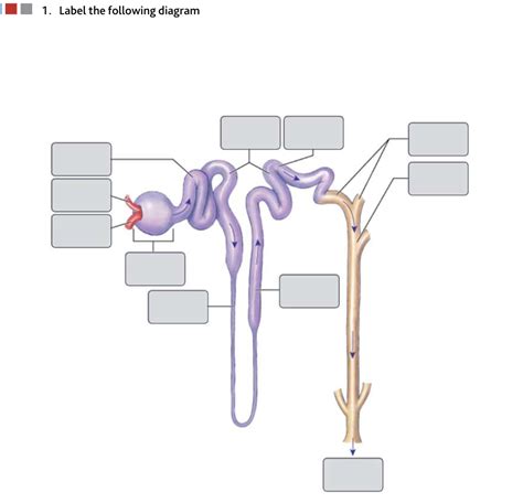 Solved 1 Label The Following Diagram