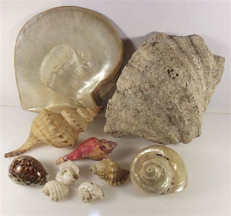 lot south seas shell collection